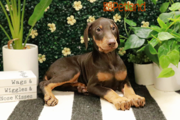 [#25424-01] - Brown / Rust M Doberman Pinscher Puppies For Sale