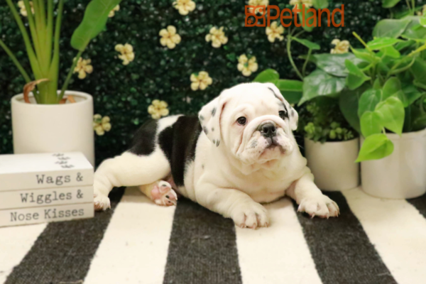 [#25456-01] - White M Victorian Bulldog 2nd Gen Puppies For Sale