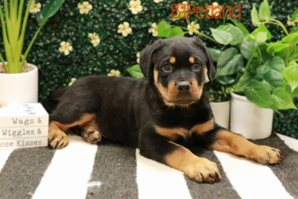 [#25421-01] - Black / Tan M Rottweiler Puppies For Sale