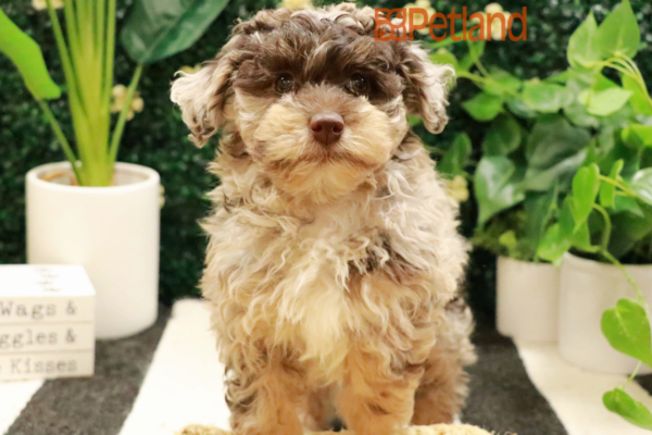 [#25703-05] - Chocolate Merle F Havapoo Puppies For Sale