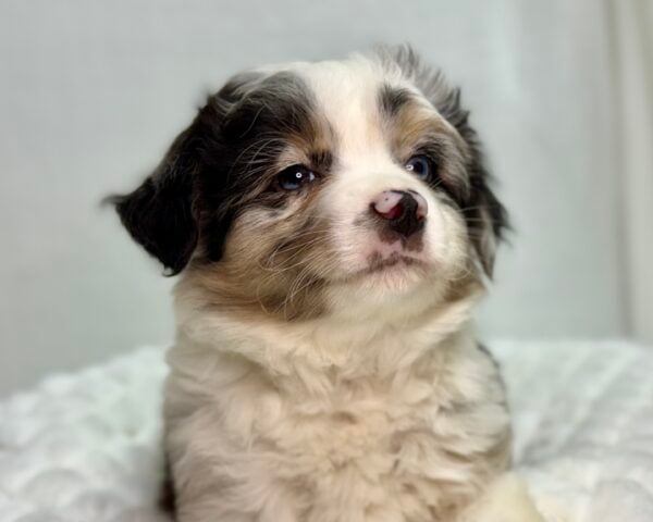 [#25875-01]  - Blue Merle / White M Australian Shepherd Puppies For Sale