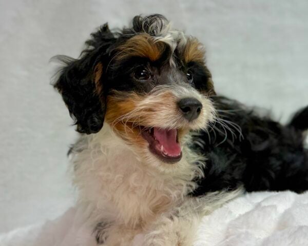 [#25764-04]  - Black F Bernedoodle Mini 2nd Gen Puppies For Sale