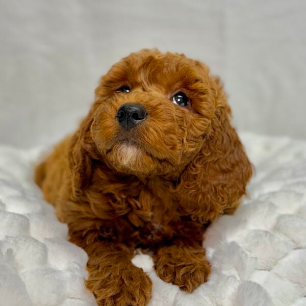 [#25756-04]  - Red F Goldendoodle Mini 2nd Gen Puppies For Sale