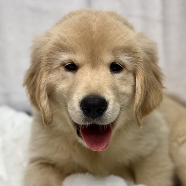 [#25858-04]  - Light Golden M Golden Retriever Puppies For Sale