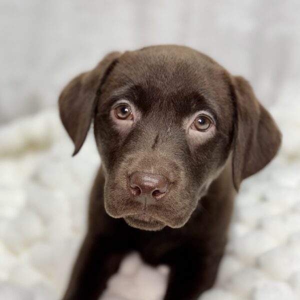 [#25550-07]  - Chocolate F Labrador Retriever Puppies For Sale
