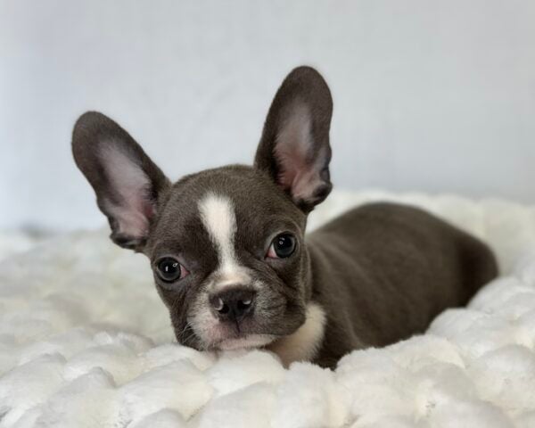 [#2515-06]  - Blue M French Bulldog/Boston Terrier Puppies For Sale
