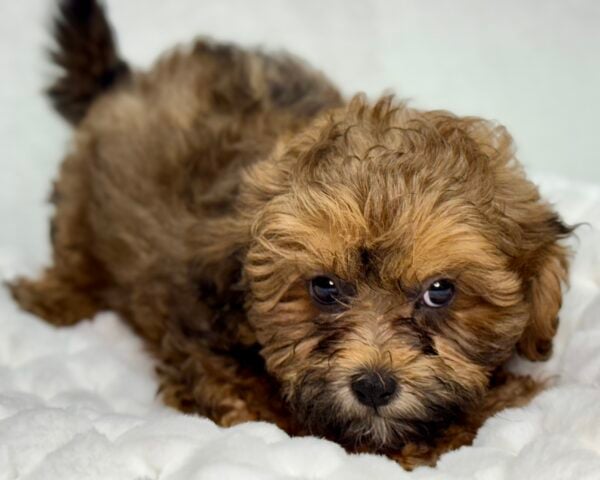 [#25804-02]  - Dark Brown M ShihPoo Puppies For Sale