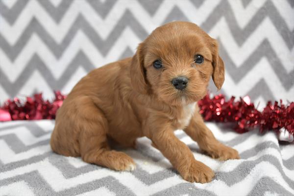 [#25829-05]  - Red F Cavapoo Puppies For Sale