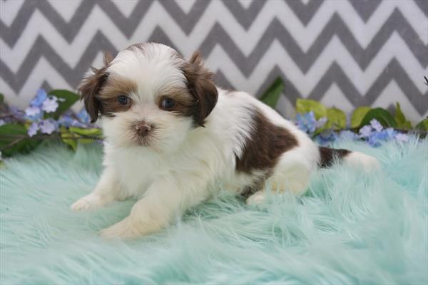[#25812-04]  - Red M Lhasa Apso Puppies For Sale