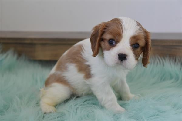 [#25949-04]  - Blenheim F Cavalier King Charles Spaniel Puppies For Sale
