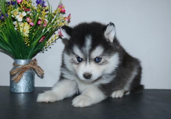 [#25935-04]  - Black / White F Pomsky Puppies For Sale