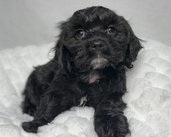 [#25950-03]  - Black M Cockachon Puppies For Sale