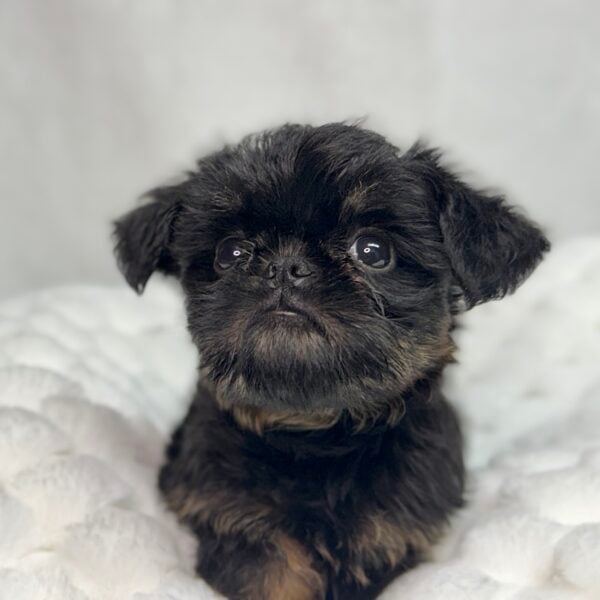 [#25951-05]  - Black / Tan F Brussels Griffon Puppies For Sale
