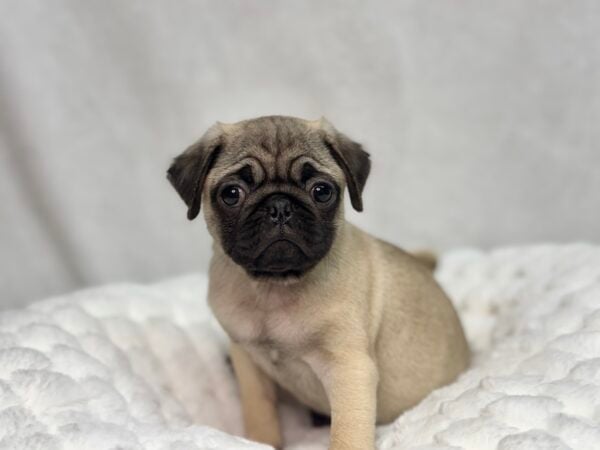 [#25646-02]  - Fawn M Pug Puppies For Sale