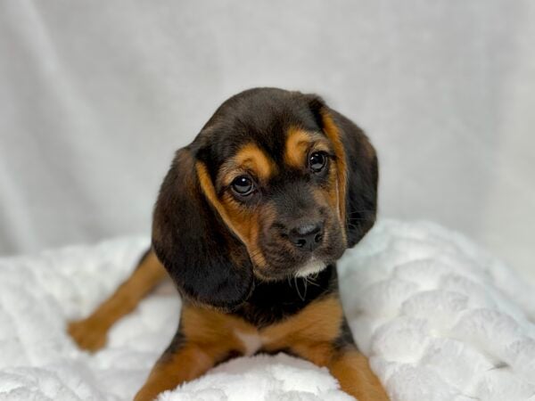 [#25872-02]  - Black / Tan M Beagalier Puppies For Sale