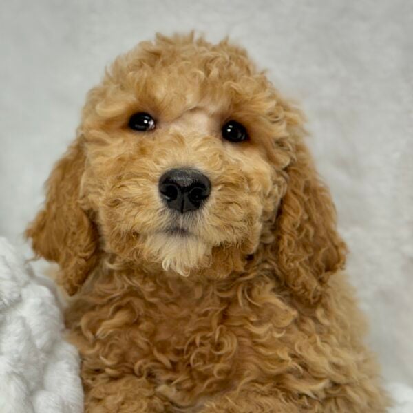 [#25789-04]  - Golden M Goldendoodle 2nd Gen Puppies For Sale