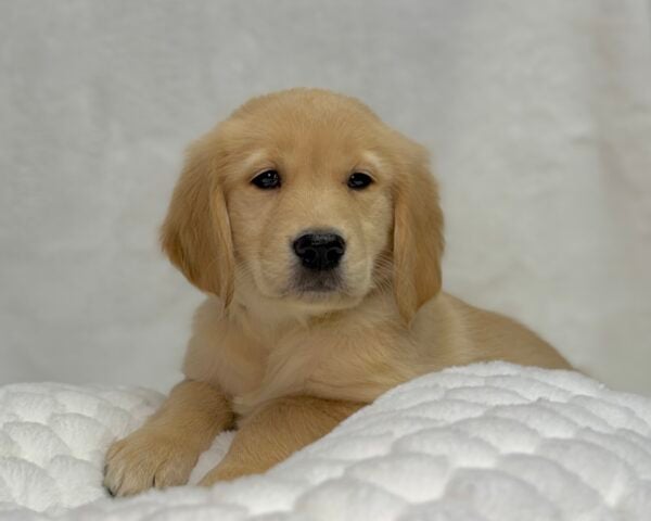 [#25797-05]  - Light Golden F Golden Retriever Puppies For Sale