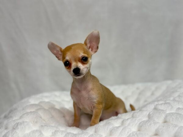 [#2521-03]  - Fawn F Chihuahua Puppies For Sale