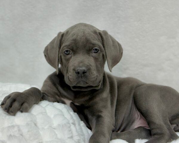 [#2526-07]  - Blue F Cane Corso Puppies For Sale