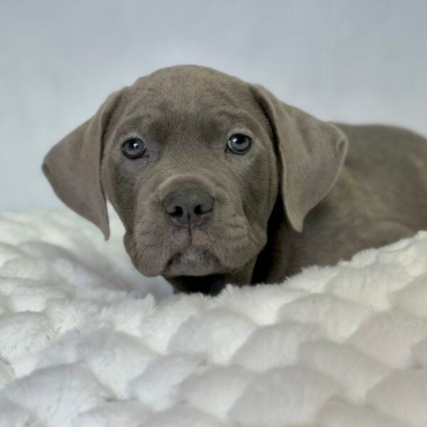 [#2525-07]  - Blue M Cane Corso Puppies For Sale