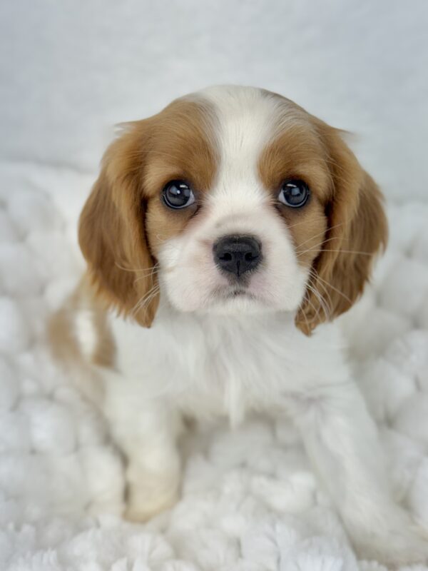 [#25949-04]  - Blenheim F Cavalier King Charles Spaniel Puppies For Sale