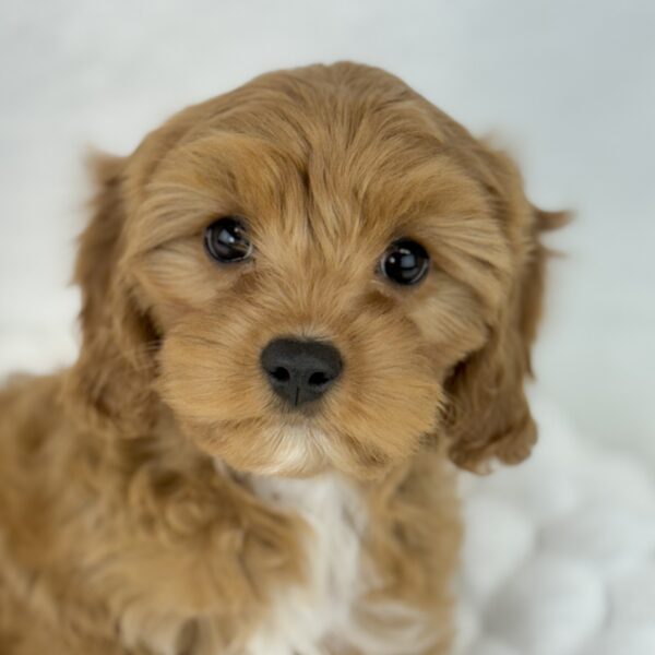 [#25829-05]  - Red F Cavapoo Puppies For Sale