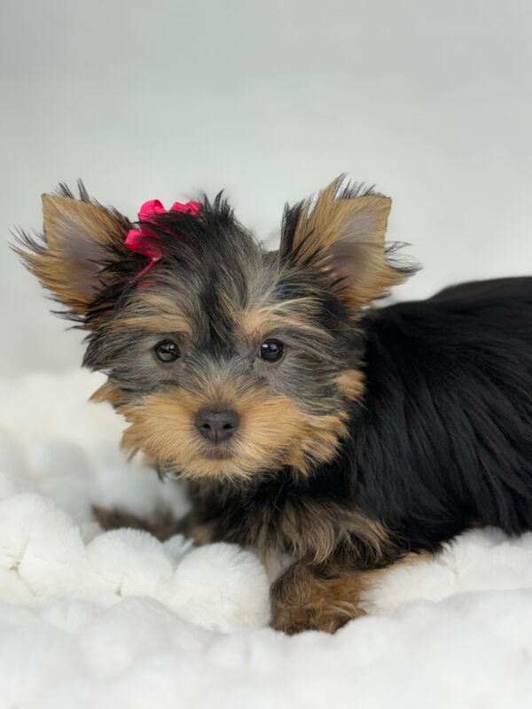 [#251254-03]  - Black / Tan F Yorkshire Terrier Puppies For Sale