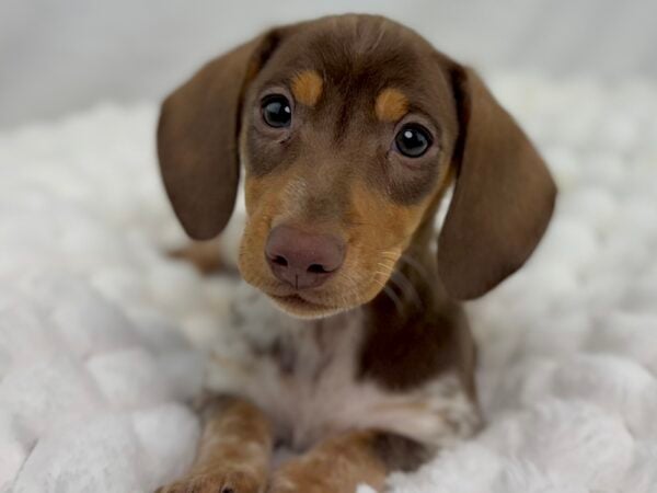 [#25991-05]  - Chocolate / White F Dachshund Puppies For Sale