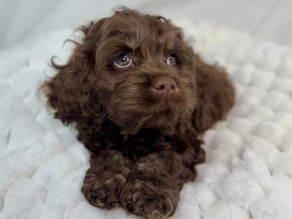 [#251065-02]  - Chocolate M Cock A Poo Puppies For Sale