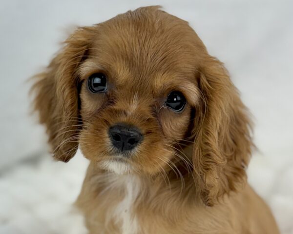 [#251039-01]  - Ruby M Cavalier King Charles Spaniel Puppies For Sale