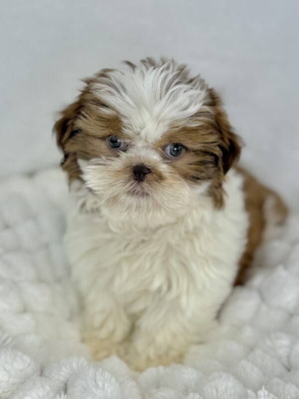 [#251004-03]  - Red / White F Shih Tzu Puppies For Sale