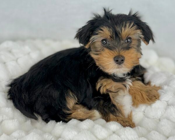 [#251184-01]  - Black / Tan M Yorkshire Terrier Puppies For Sale