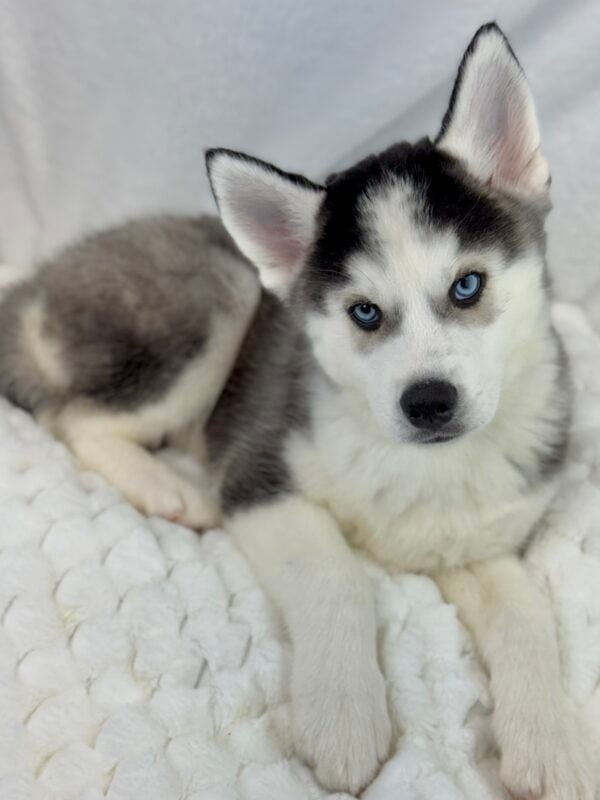 [#25852-01]  - Black / White M Siberian Husky Puppies For Sale