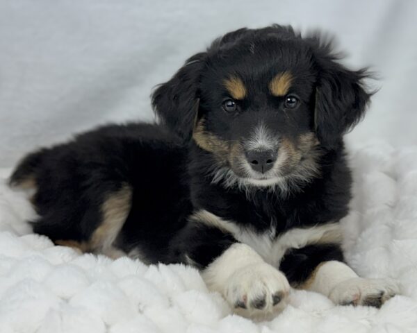 [#25934-01]  - Black M Australian Shepherd Puppies For Sale