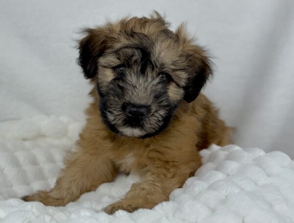 [#25999-03]  - Wheaten M Soft Coated Wheaten Terrier Puppies For Sale