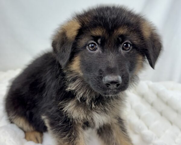 [#251069-05]  - Black / Tan M German Shepherd Dog Puppies For Sale
