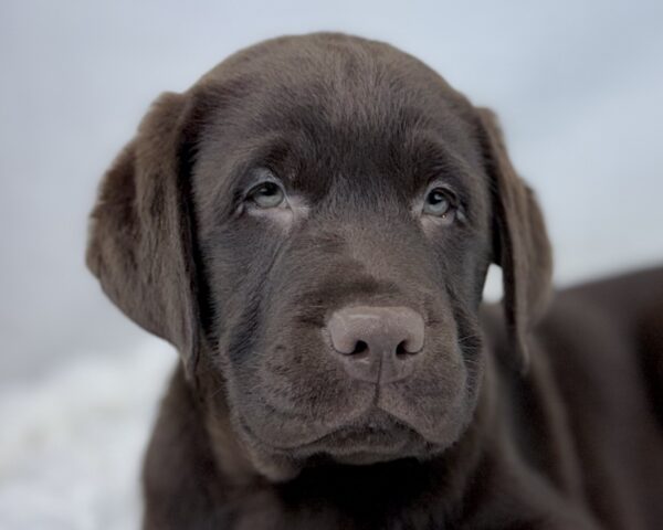 [#251145-04]  - Chocolate M Labrador Retriever Puppies For Sale