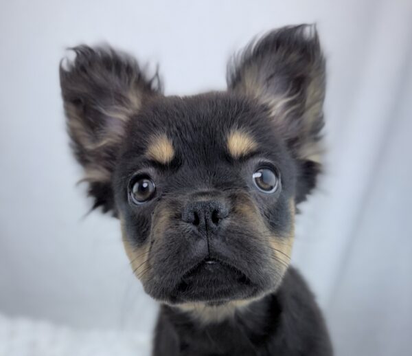 [#25624-02]  - Black / Tan F French Bulldog Puppies For Sale