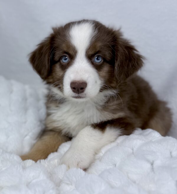 [#251000-01]  - Red M Miniature Australian Shepherd Puppies For Sale