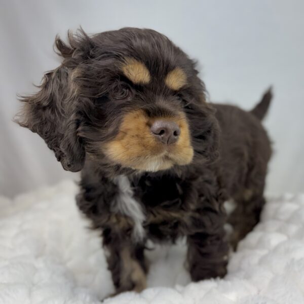 [#251064-01]  - Chocolate / Tan M Cocker Spaniel Puppies For Sale
