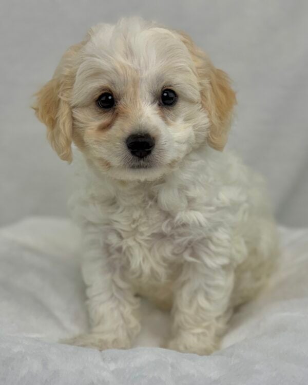 [#25959-02]  - White M CotonPoo Puppies For Sale