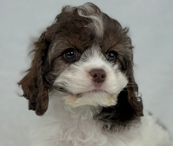 [#251011-04]  - Chocolate / White F Cockachon Puppies For Sale