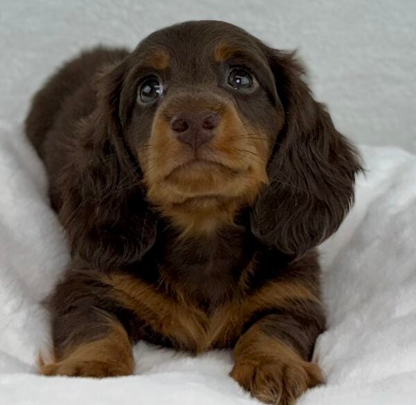 [#251073-01]  - Chocolate / Tan M Dachshund Puppies For Sale