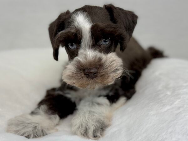 [#251266-06]  - Chocolate / White F Miniature Schnauzer Puppies For Sale