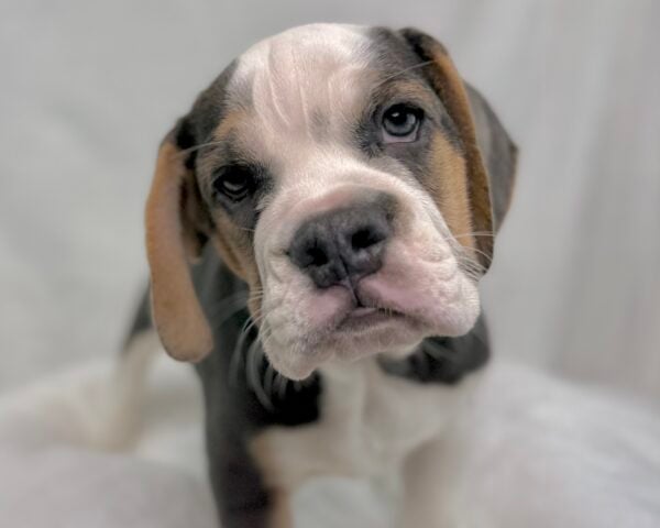 [#25814-09]  - Blue White / Tan F Beabull 2nd Gen Puppies For Sale