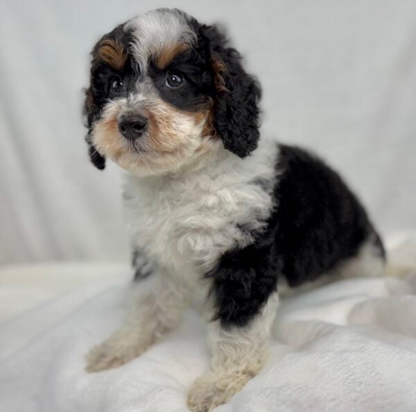 [#251072-04]  - Black F Bernedoodle Mini 2nd Gen Puppies For Sale