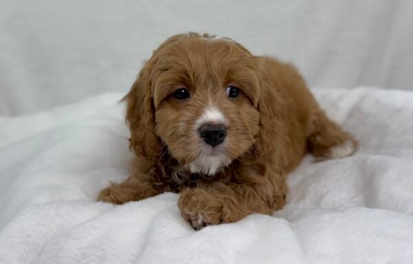 [#251044-02]  - Red M Cavapoo Puppies For Sale