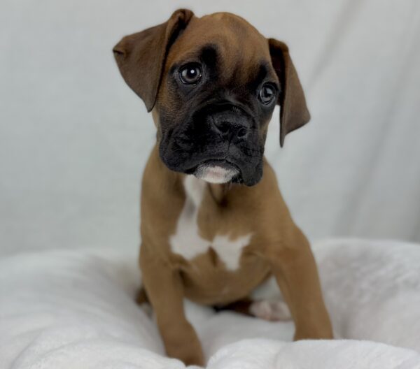 [#25955-02]  - Mahogany M Boxer Puppies For Sale