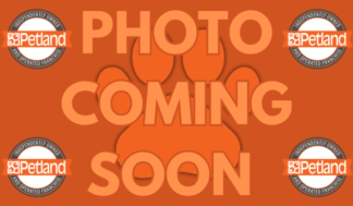 Petland Racine, Wisconsin Boston Terrier puppy available