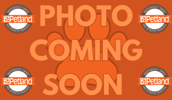 [#25934-02]  - Blue Merle / White M Australian Shepherd Puppies For Sale